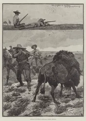 Chasseurs de bisons au Montana, Amérique du Nord