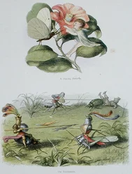 Un papillon dansant, et Le Tournoi, illustrations de 