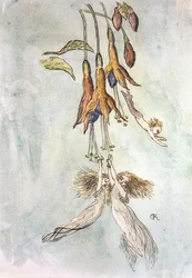 Festin parmi les fuchsias