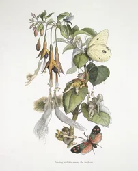 Festin et amusement parmi les fuchsias