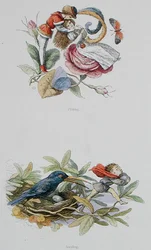 Flirter et voler, illustrations de 