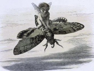 Un elfe chevauchant un papillon. Illustration de Richard Doyle tirée de "In Fairy land. A series of pictures from the elf - world" accompagnée d