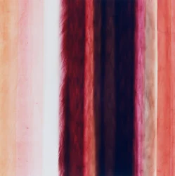 Rayure X, 2005