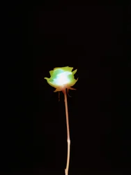 Sans titre, 2007