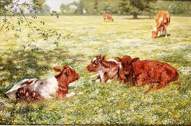 Veaux au printemps