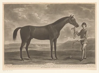 Cheval de course avec jockey