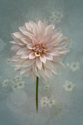 Fleur de dahlia rose pâle
