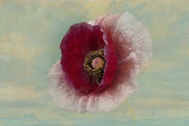 Fleur de pavot cramoisi