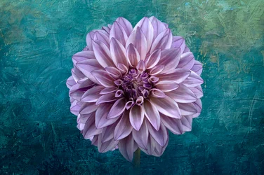 Dahlia sur fond bleu sarcelle