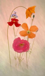 Coquelicots aux couleurs pastel, un véritable rêve