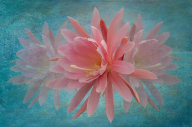 Fleur rose de rêve