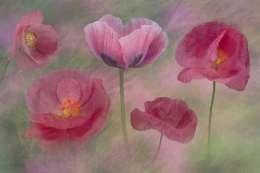 Des coquelicots roses de rêve