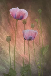 Coquelicots roses de rêve