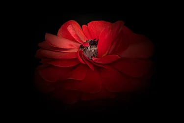 Élégante fleur rouge