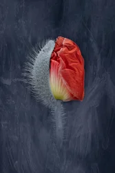 Pavot rouge en fleur
