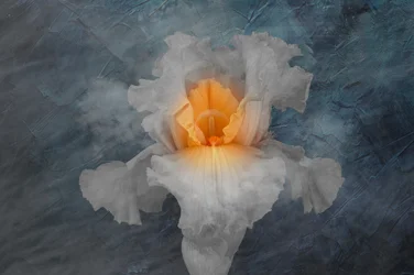 Iris blanc éclatant