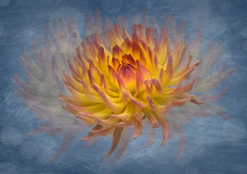 Flux « Dahlia doré »