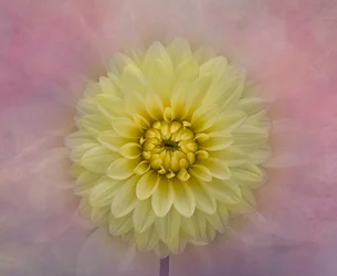 Fleur de dahlia jaune pâle