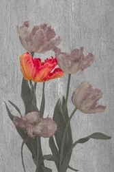 Tulipes « Parrot » aux couleurs vives