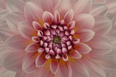 Dahlia rose vif