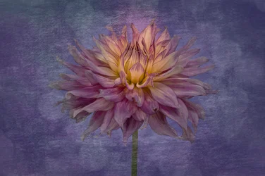 Dahlia violet éclatant