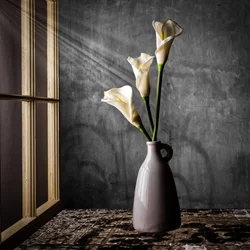 Des lis calla au soleil