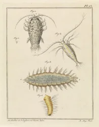 Porcellionide, copépode et ver à soies