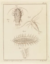 Cloporte agate, copépode et ver brosse