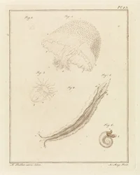 Divers animaux marins