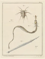 Bernacle commune, grande aiguille de mer et un type de ver flèche