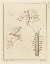 Leptomeduse et un cloporte d