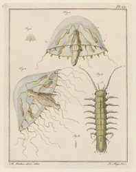 Leptomeduse et un cloporte d