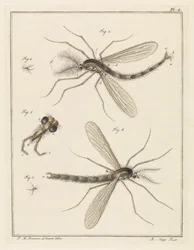 Moustique à plumes