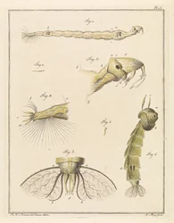 Larve de chironome
