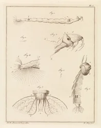 Larve de moustique plumeux