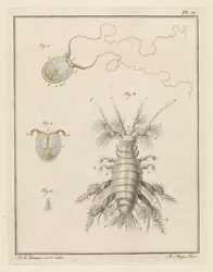 Petite méduse et amphipode