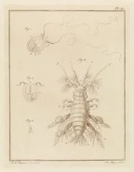 Petite méduse et un amphipode