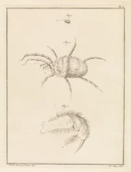 Araignée rouge