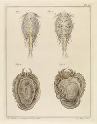 Crustacé et mollusque