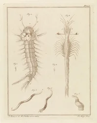 Moustique, trompette de Slabbers et un ver