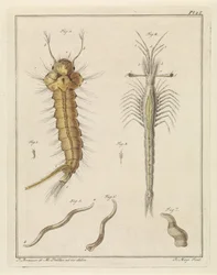 Moustique, œil de trompette de Slabbers et un ver