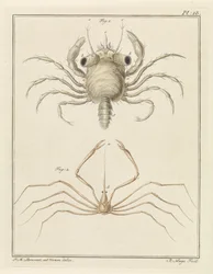 Crabe de plage et une espèce de crabe flèche