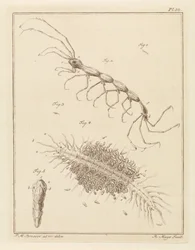 Petit tuberculeux et un ver de brosse