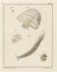 Divers animaux marins