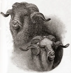 Tête de bélier mérinos comparée avant et après la tonte, tiré de The Century Illustrated Monthly Magazine, publié en 1884