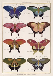 Papillons de 
