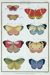 Papillons de 