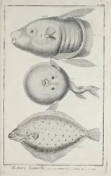 Illustration du 