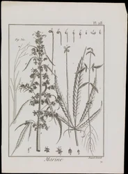 Diagramme marin de fleurs, vers 1810
