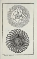 Étoiles de mer, illustration de 